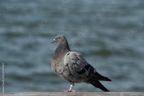 pigeon on the beach