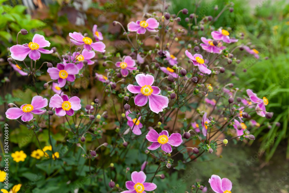 シュウメイギクの花壇