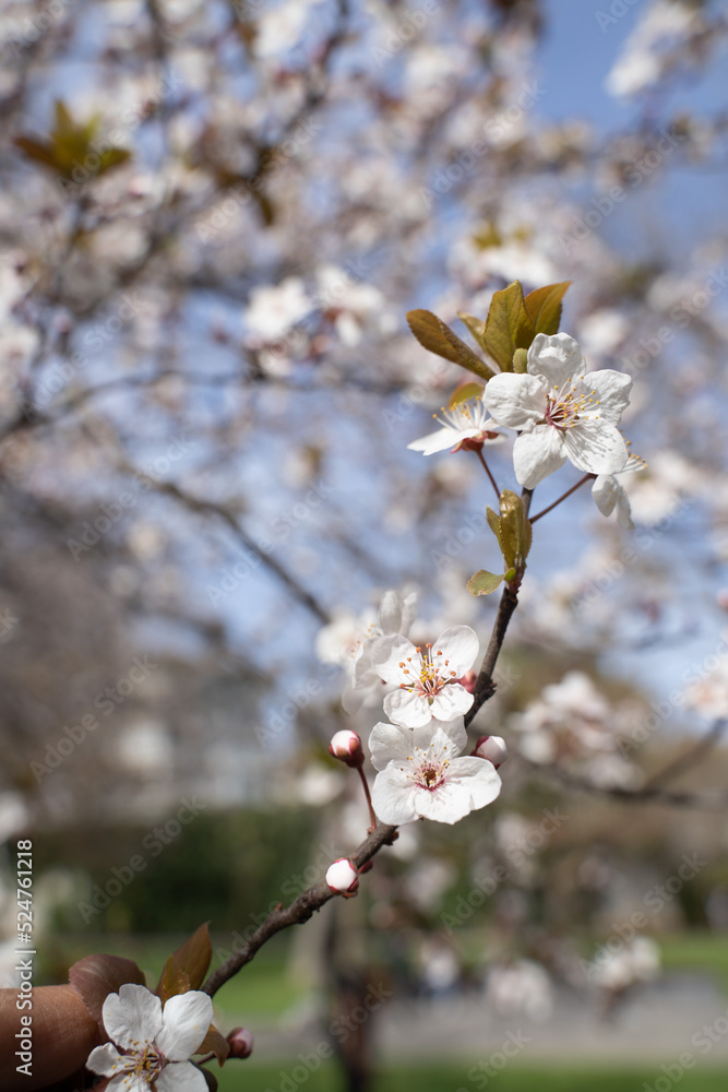 beautiful branches of pink Cherry blossoms on the tree under blue sky, Beautiful Sakura flowers during spring season in the park beautiful branches of pink Cherry blossoms on the tree under blue sky, Beautiful Sakura flowers during spring season in the park