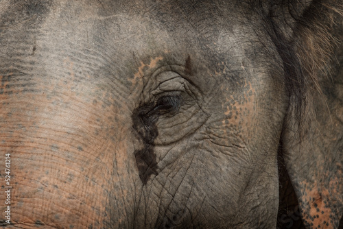 Sad Eyes with tears Elephant close up. Capturing emotional of wild life. Wrinkled Textured skin. 