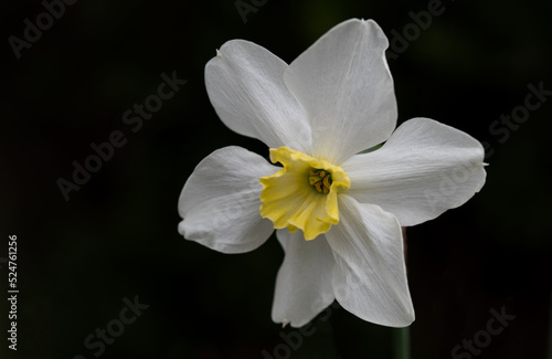Fototapeta Naklejka Na Ścianę i Meble -  white narcissus flower