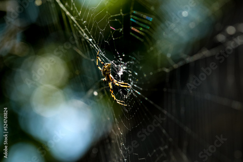 spider on web, spider web, Bokeh background, beautiful background, nature background, natural background, color background, background, backgrounds, Backdrop, abstract, wallpaper.