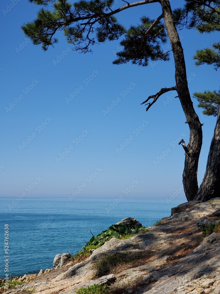 tree on the beach tree on the beach