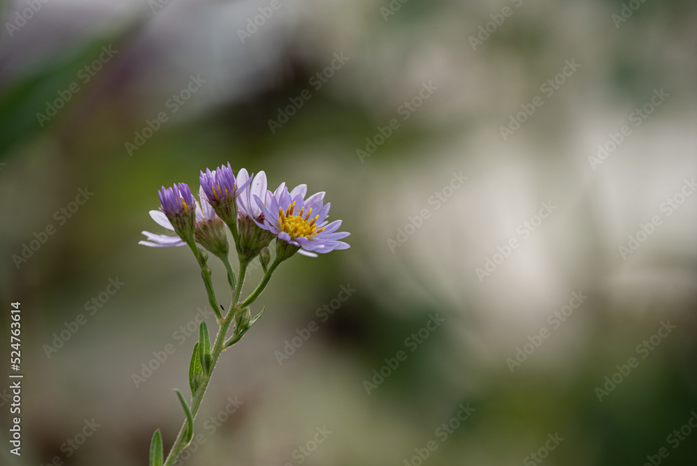 flower flower