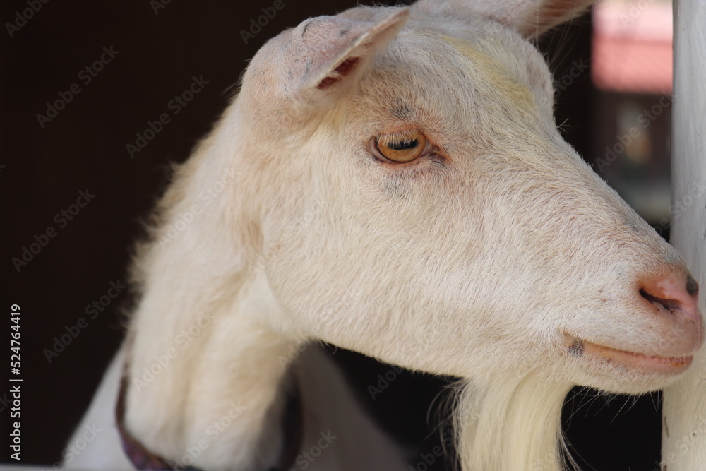 Obraz premium かわいいヤギ