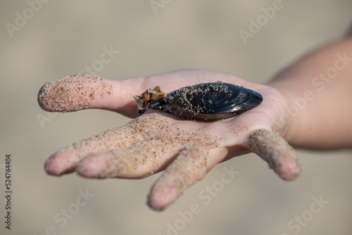 shell in a hand