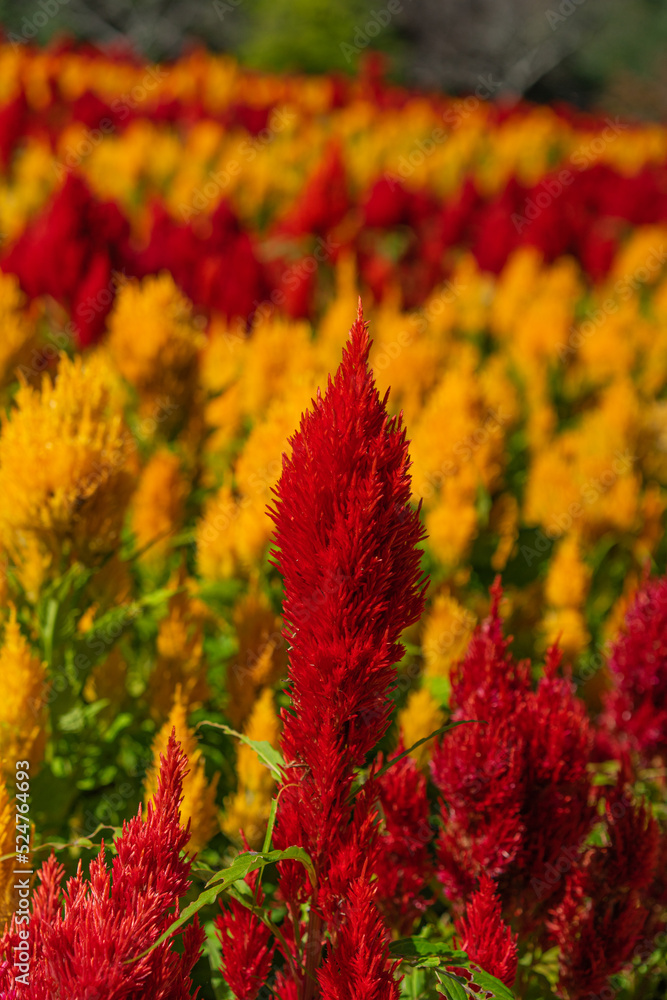 Celosia argentea field Celosia argentea field