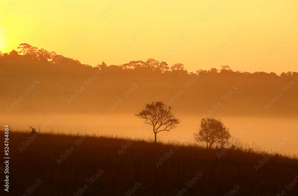 The scenery of trees, deer, grasses, and mountains with the morning sunlight.  The silhouette scenery with the golden sky from Thailand.