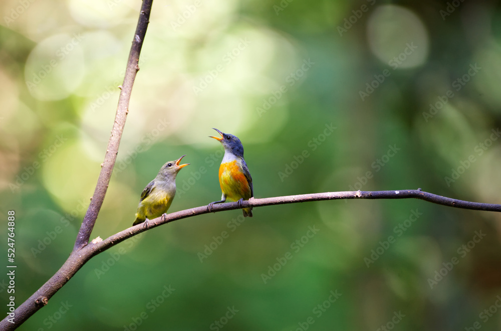 2 birds are singing on dry branches with blur background in natural day light and copy space from Thailand. 2 birds are singing on dry branches with blur background in natural day light and copy space from Thailand.
