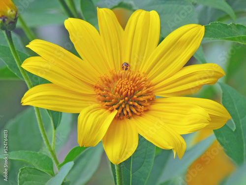 Close up Mexican sunflower or Tree marigold flower, blooming beautifully in the season, ladybugs on Mexican sunflowers..