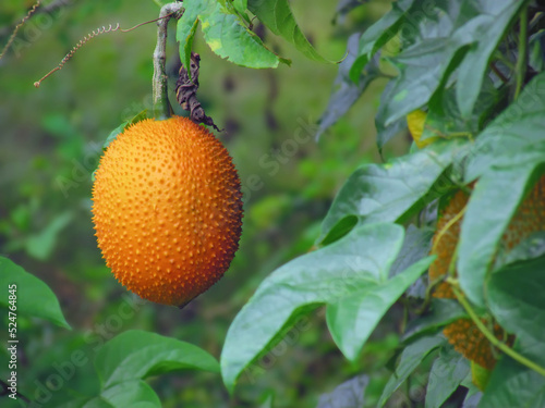 Fresh Gac fruit hanging on tree with nature background. Gac fruit is a very useful plant, rich in vitamins and medicinal properties.