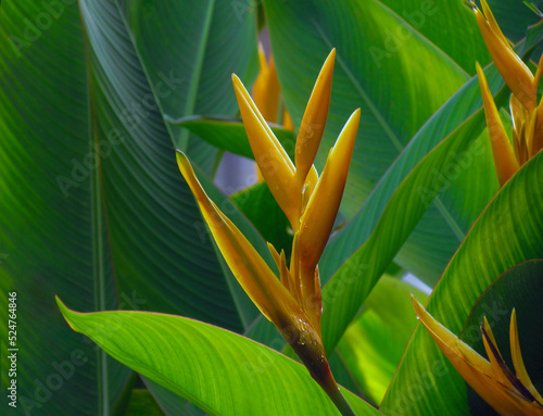 Heliconia psittacorum or Heliconia Golden Torch or False Bird of Paradise Flower with water droplets, refreshing after rain.