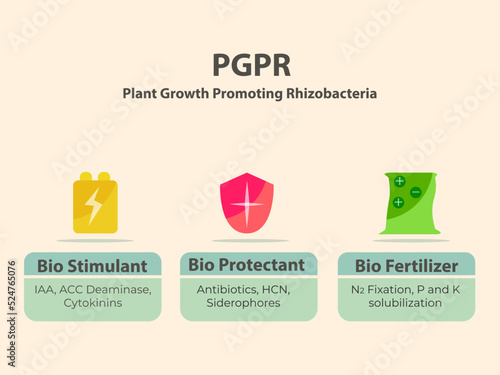 PGPR function for soil, the role and working principle of PGPR Plant Gowth Promoting Rhizobacteria