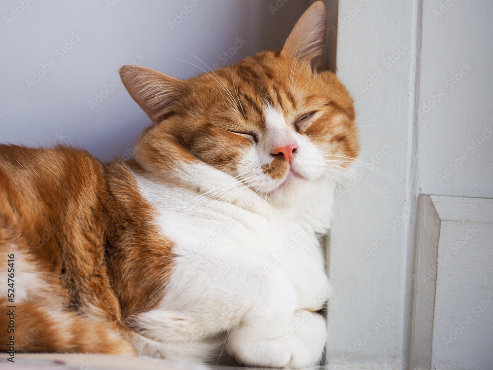 The cat leaning against the edge of the door and sleep well The cat leaning against the edge of the door and sleep well