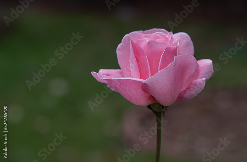 pink rose bud