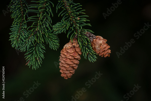 cones on a branch