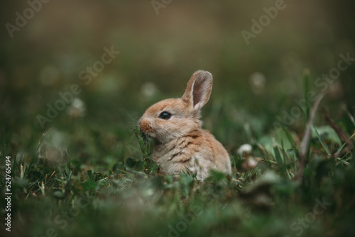 Little Brown Bunny © andria
