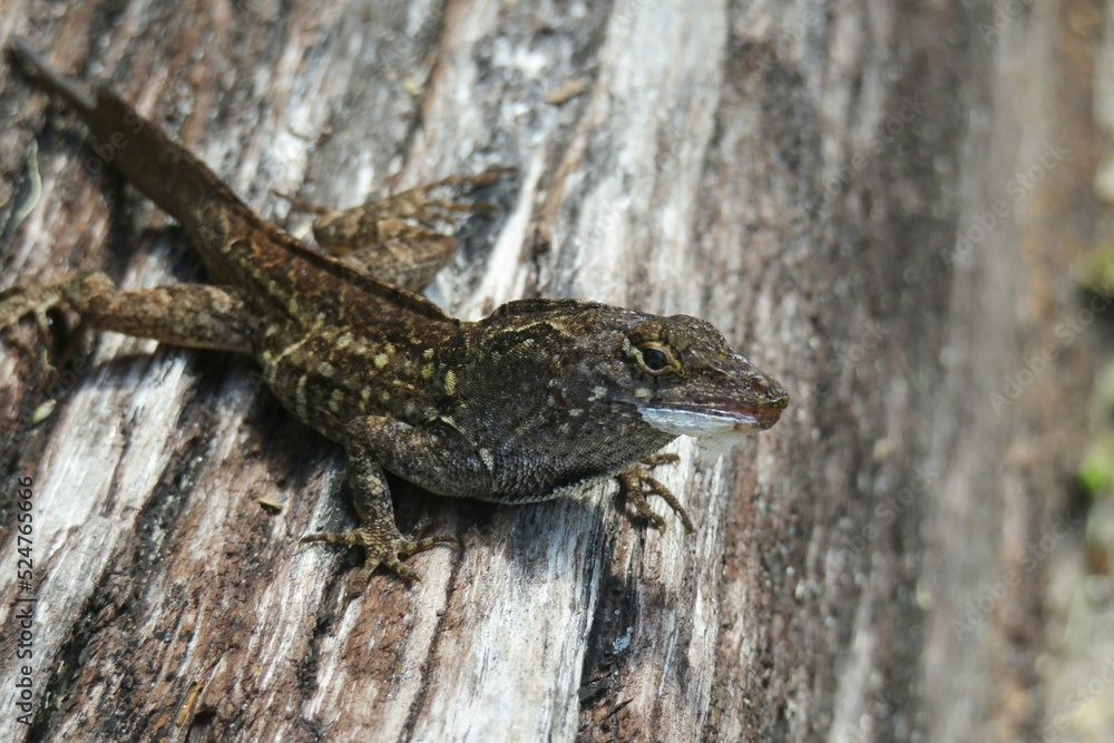 Brown tropical lizard on a wooden background in Florida wild, closeup Brown tropical lizard on a wooden background in Florida wild, closeup