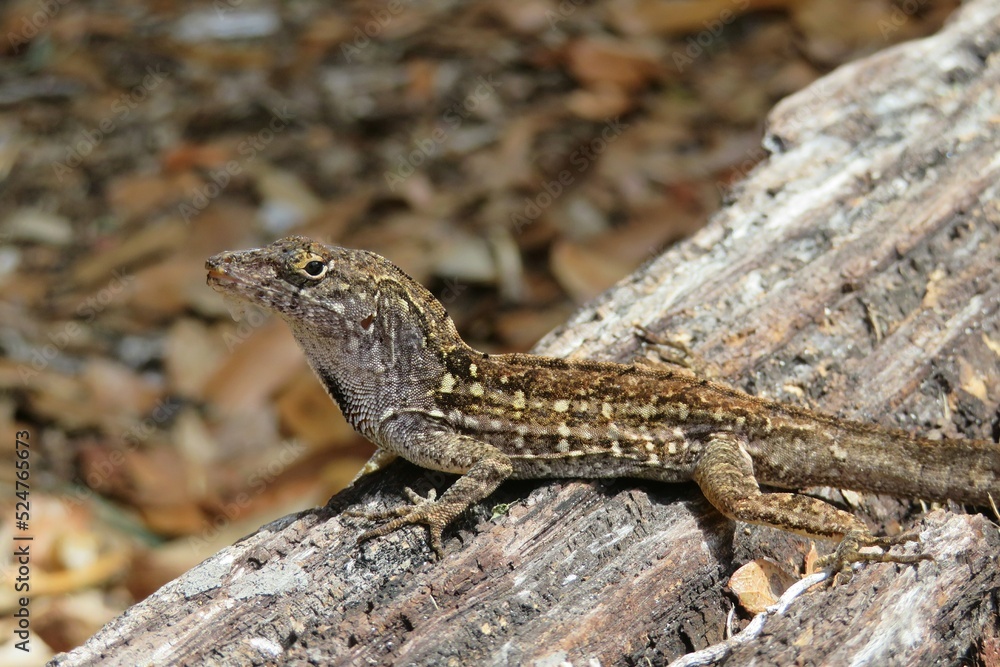 Brown tropical lizard on wooden background in Florida nature Brown tropical lizard on wooden background in Florida nature