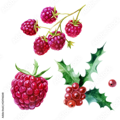 Fototapeta Naklejka Na Ścianę i Meble -  Watercolor illustration, set. Raspberries, raspberries on a branch, holly.