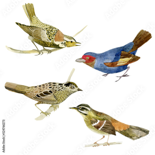 Watercolor illustration  set. Birds. Watercolor hand drawing.