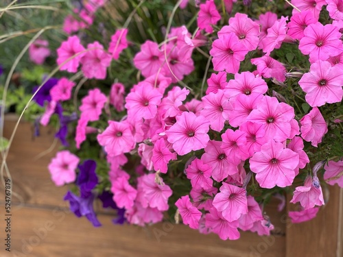 Petunia pink flowers in wooden flower pot.