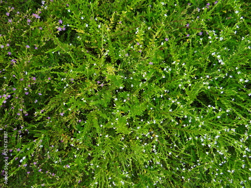 green grass background with tiny flowers 