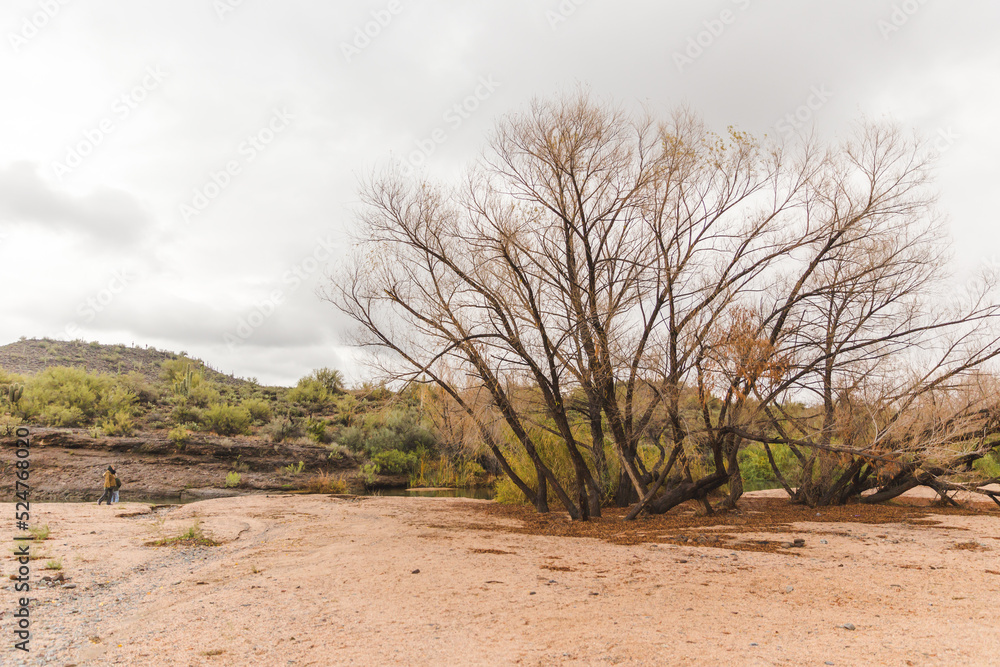 Desert landscape with river, River of water under cloudy gray sky, Sonoran desert water in rainy