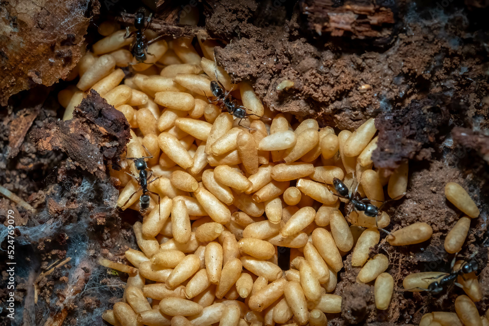 Asian Needle Ants (Brachyponera chinensis) with pupae. Raleigh, North Carolina. Asian Needle Ants (Brachyponera chinensis) with pupae. Raleigh, North Carolina.