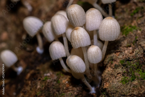 A cluster of Trooping Crumble Cap or Fairy Inkcap (Coprinellus disseminatus) sprouting from the base of a tulip tree. Raleigh, North Carolina. photo