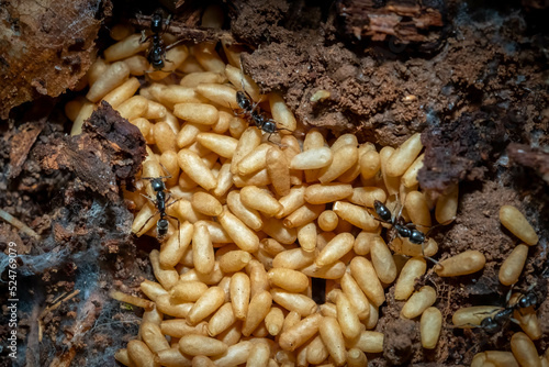 Asian Needle Ants (Brachyponera chinensis) with pupae. Raleigh, North Carolina. photo