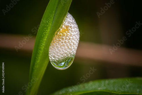 The frothy nest of a Meadow Spittle Bug (Philaenus spumarius), with a drop of morning dew. Raleigh, North Carolina. photo