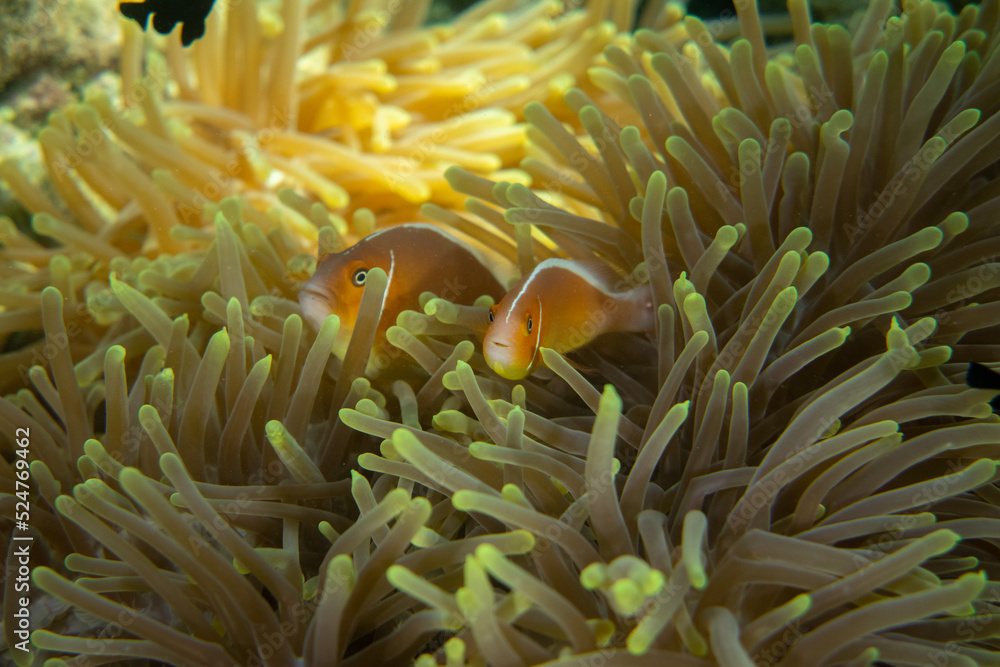 Two Pink skunk clownfish (Amphiprion perideraion) hiding inside the protective anemone. Two Pink skunk clownfish (Amphiprion perideraion) hiding inside the protective anemone.