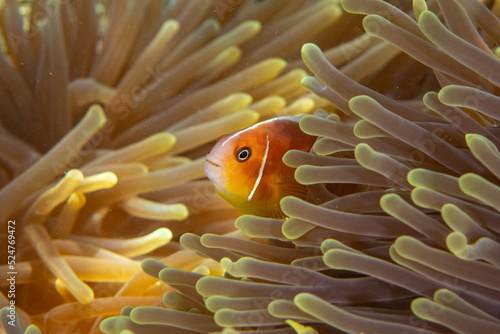 Close up of a Pink skunk clownfish (Amphiprion perideraion) hiding inside the protective anemone. 