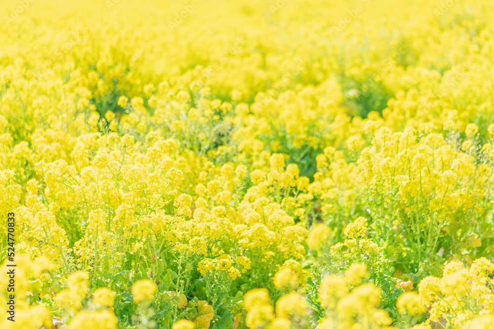 Obraz premium 菜の花畑