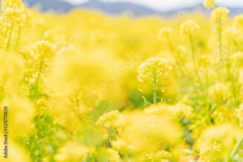 菜の花