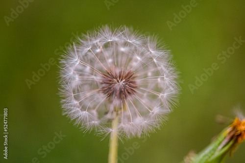 Inside the dandelion