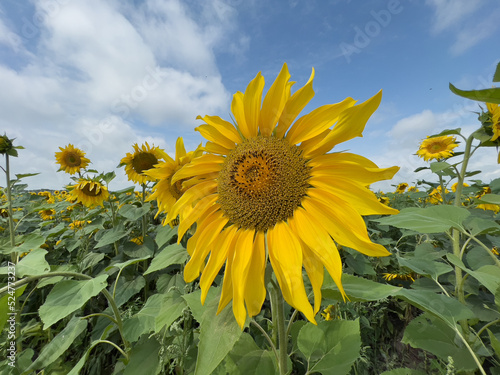 A field with sunflower. A big harvest. The concept of agriculture. High quality photo