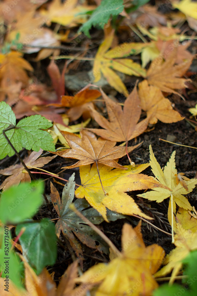 紅葉の絨毯