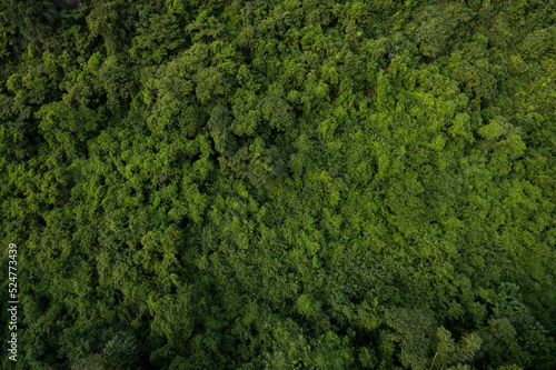 Fototapeta Naklejka Na Ścianę i Meble -  aerial view of dark green forest Abundant natural ecosystems of rainforest. Concept of nature  forest preservation and reforestation.