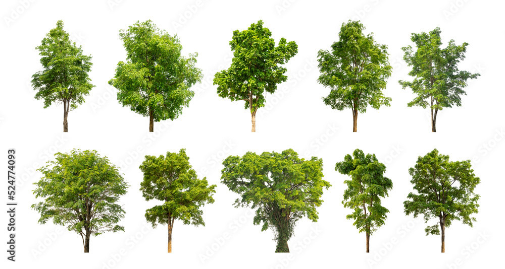 collection tree cut out from original background and replace with white background for easy to selection