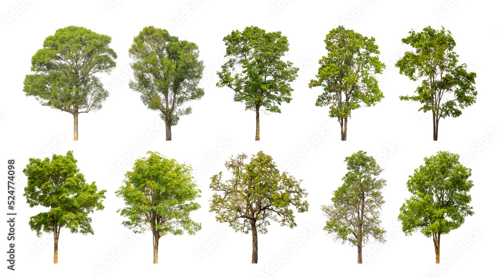 collection tree cut out from original background and replace with white background for easy to selection collection tree cut out from original background and replace with white background for easy to selection