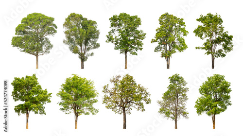 collection tree cut out from original background and replace with white background for easy to selection