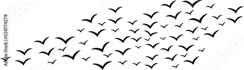 bird silhouette