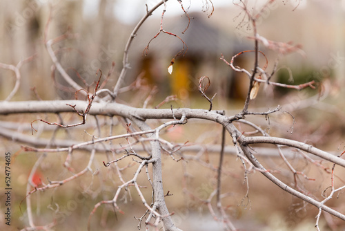 Tree branch without leaves