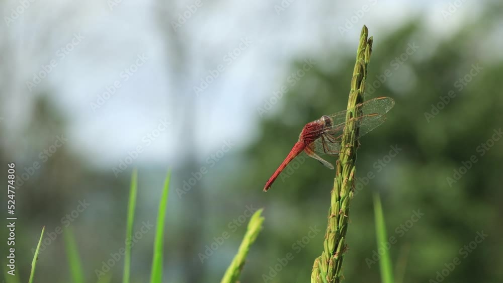 Dragonfly on the ears of rice: organic farming in the growing season, seeds rural scene, insect close-up, beautiful 4K footage, green vivid, natural environment, agriculture in country, Thailand. Dragonfly on the ears of rice: organic farming in the growing season, seeds rural scene, insect close-up, beautiful 4K footage, green vivid, natural environment, agriculture in country, Thailand.