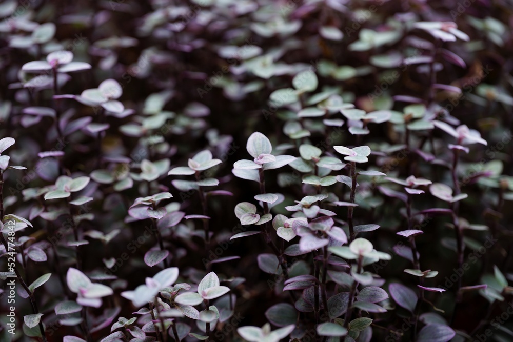 This is background in pink plant This is background in pink plant