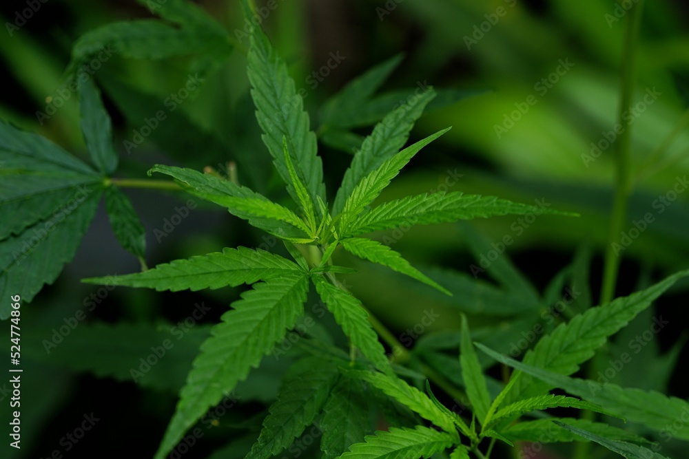 Photos of marijuana for medicinal purposes or others Photos of marijuana for medicinal purposes or others