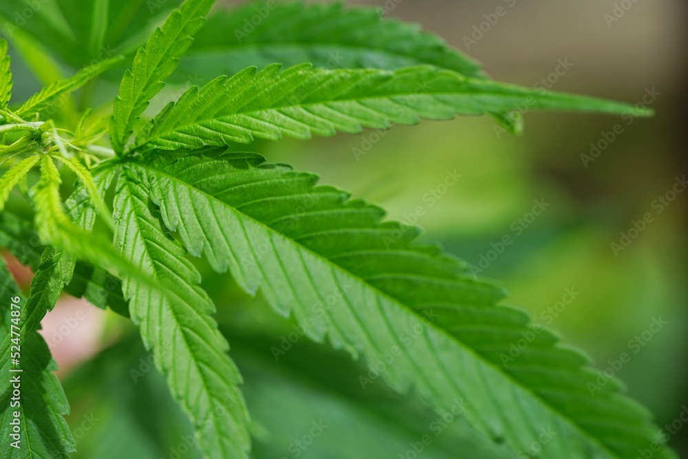 Photos of marijuana for medicinal purposes or others Photos of marijuana for medicinal purposes or others