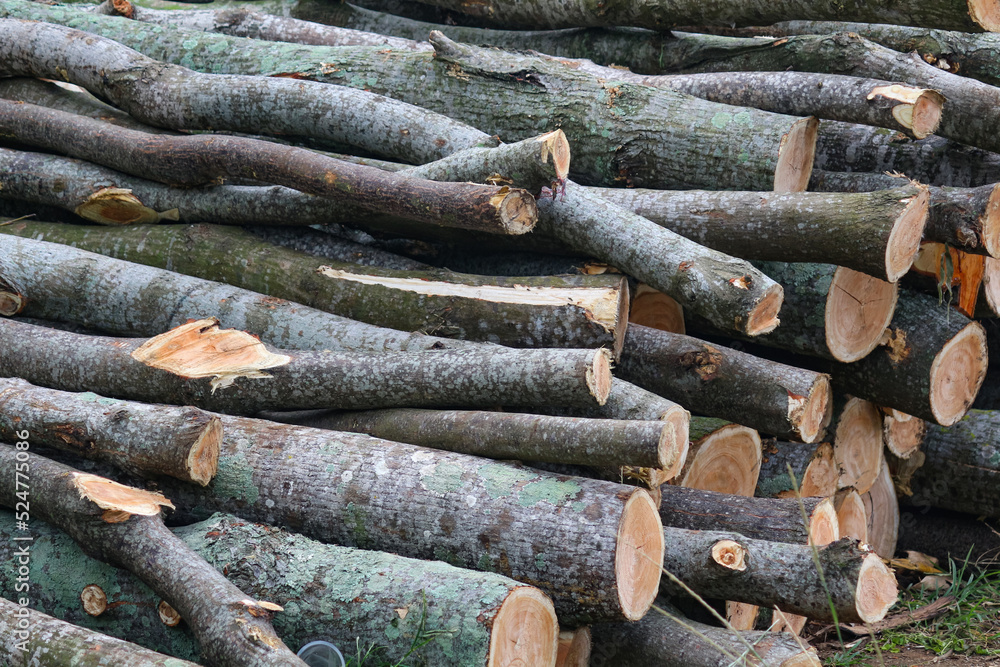 Freshly cut tree logs piled up